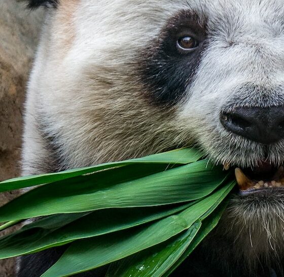 panda eating plant